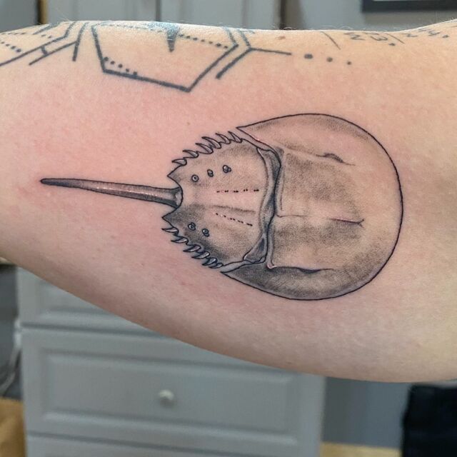 Sarah McAnulty PhD on Twitter LOOK AT THIS AWESOME HORSESHOE CRAB  TATTOO ScientistsWithTattoos httpstcoMBxq6kS7lF  Twitter